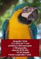 Vystoupení s papoušky 1